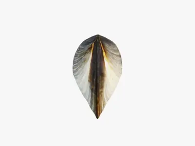 Clam Shellfish Free 3D model