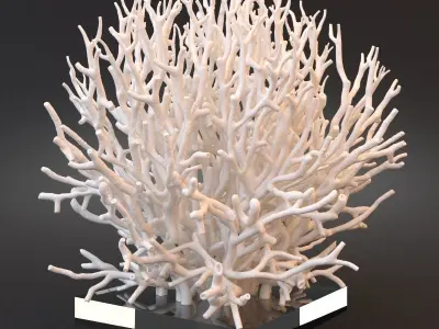 White Coral Specimen on Lucite Stand 3D model