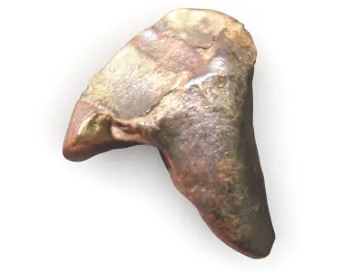 Triceratops Tooth 3D model