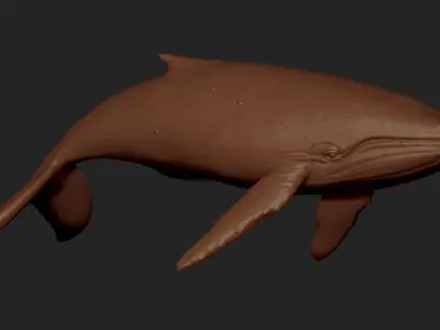 Blue Whale Free 3D print model