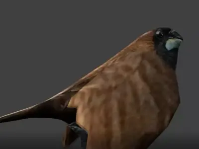 sparrows bird Low-poly 3D model
