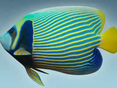 Anglefish 13 3D model