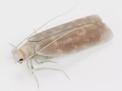 Cloth Moth Low-poly 3D model