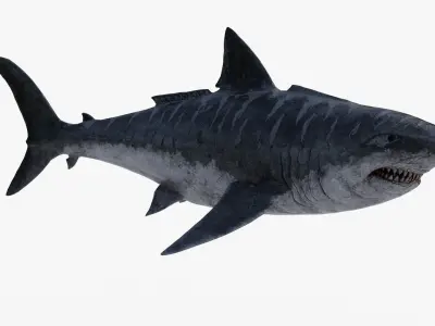 Megalodon great shark Low-poly 3D model