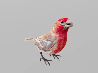 Finches Birds Animals 3D model