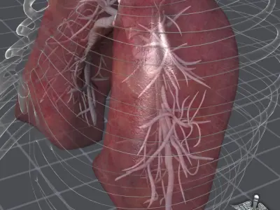 Lungs Anatomy 3D model