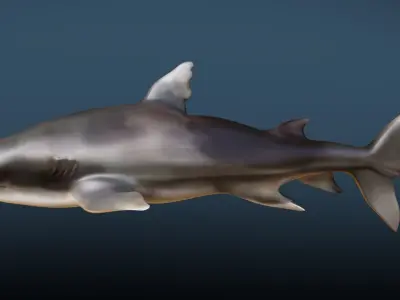 Shark  Rigged Low-poly 3D model