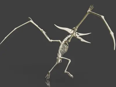 Realistic Pteranodon Skeleton 3D model