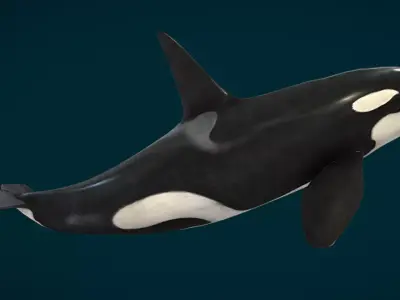 Killer Whale - Orca Low-poly 3D model