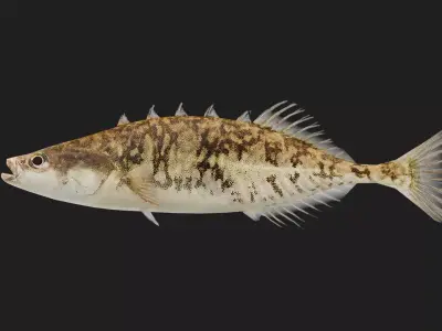 Stickleback Low-poly 3D model