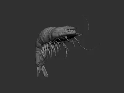 Shrimp insect 3D model