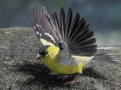 Goldfinch bird Low-poly 3D model