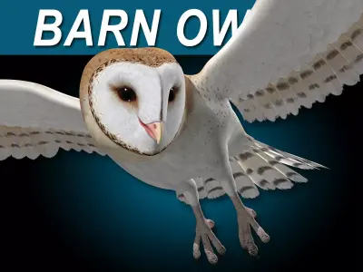 Barn Owl - Flight 3D model