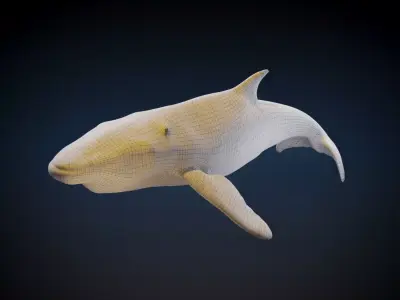 Humpback Whale 3D model