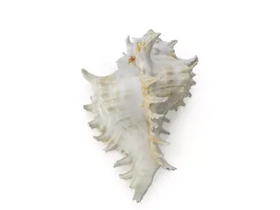 Shell 03 - Low and High Poly Versions  Low-poly 3D model