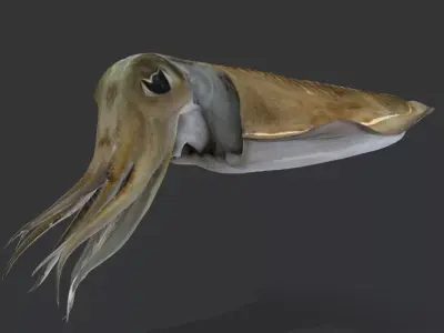 Realistic Cuttlefish Animated 3D model