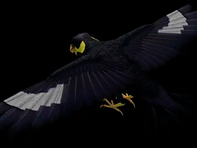 Black Bird Low-poly 3D model