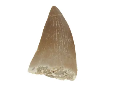 Realistic - Mosasaur Dinosaur Tooth Low-poly 3D model