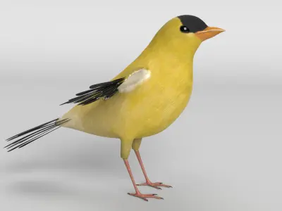 Goldfinch Bird 3D model