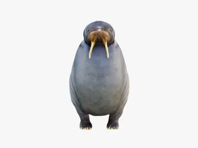 Walrus Free 3D model