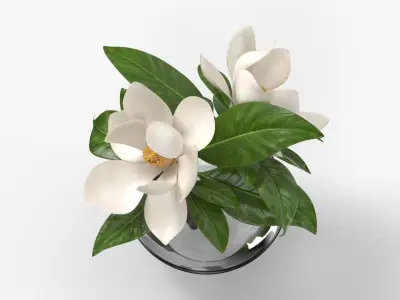 Transparent Glass Vase with White Magnolia Flowers 3D model