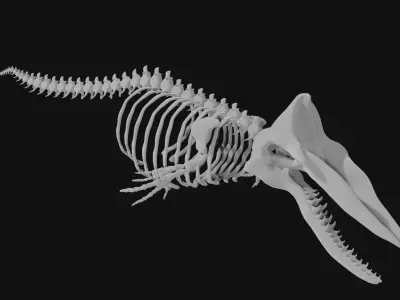 Sperm whale skeleton 3D model