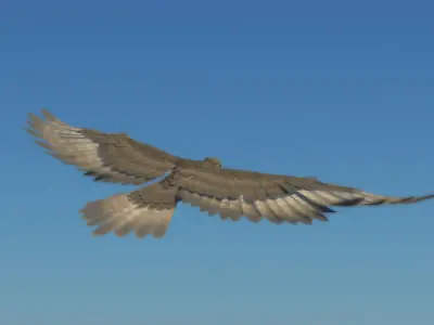 Peregrine Falcon Folded Wings Low-poly 3D model
