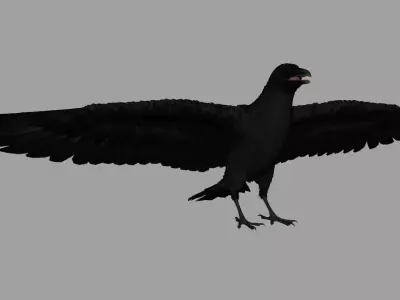 Crow Bird Dove 3D model