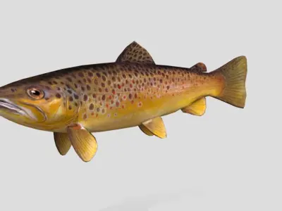 Brown Trout Realistic Animated Low-poly 3D model
