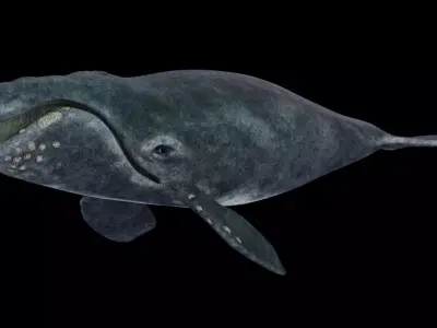 Southern Right Whale - Ballena Franca Low-poly 3D model