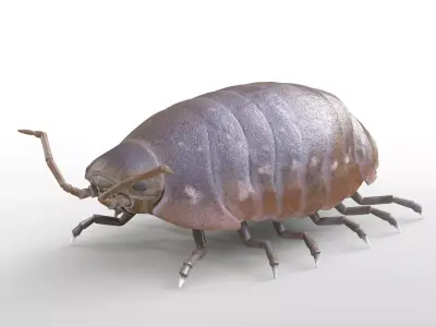 Pill bug insect Low-poly 3D model