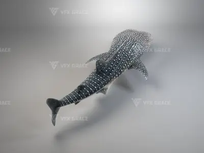 Whale Shark Animation - VFX Grace 3D model
