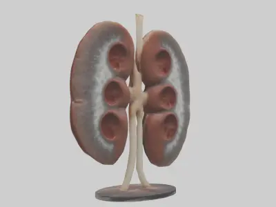 Falcon Kidneys 3D model