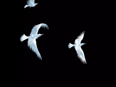 Seagull Animated Low-poly 3D model