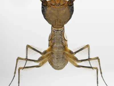 Acilius Sulcatus Larvae Rigged Animation 3D model