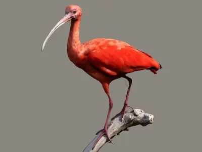 Scarlet Ibis 3D model