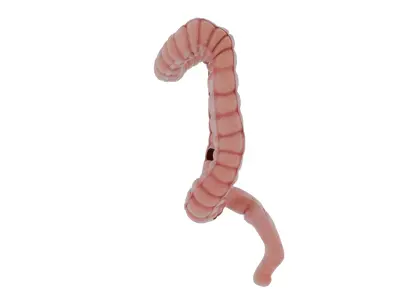 colon 3D model