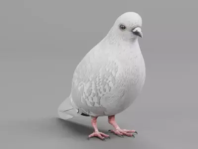 Realistic Dove - White Pigeon Low-poly 3D model
