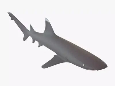 Whitetip Reef Shark Low-poly 3D model