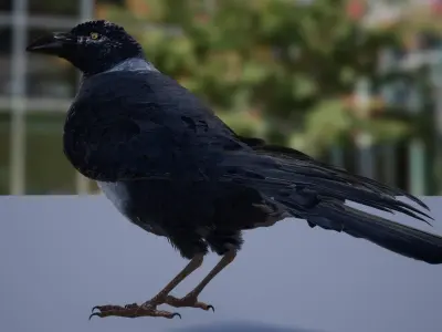 Ravens and Crows Low-poly 3D model