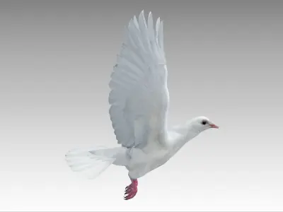 White Dove Low-poly 3D model