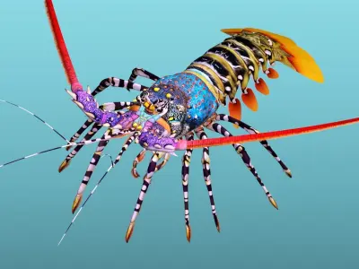 Ornate spiny lobster 3D model