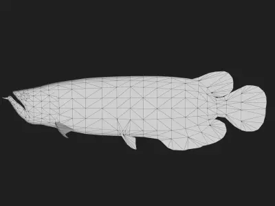 Arowana Low-poly 3D model