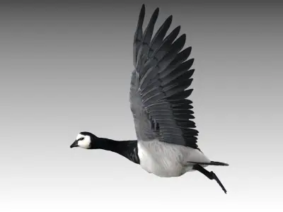 Barnacle Goose 3D model