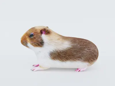 Guinea pig Free 3D model