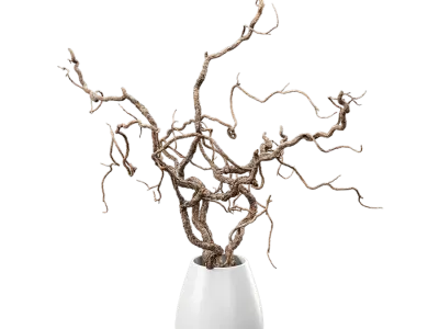  Bare Corkscrew Hazel Potted Plant Model 