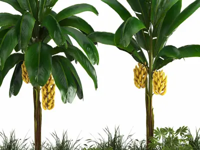 Box Banana Plant01 3D model