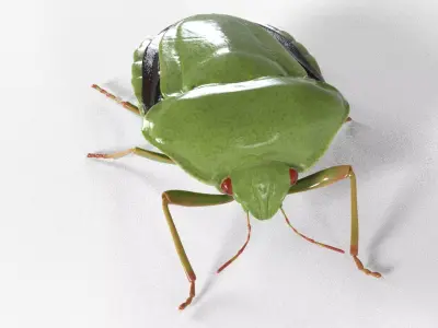 4k Stink bug 3D model
