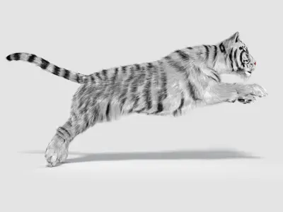 Siberian White Tiger v1 Low-poly 3D model
