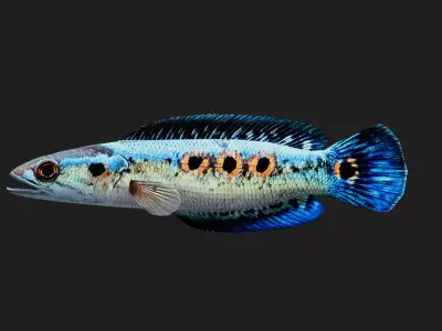 Snakehead Low-poly 3D model